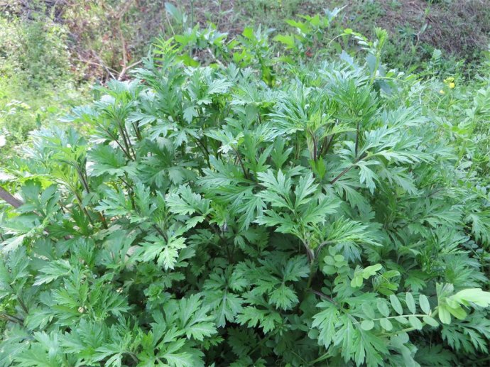 艾草稻草灰,艾叶和草灰