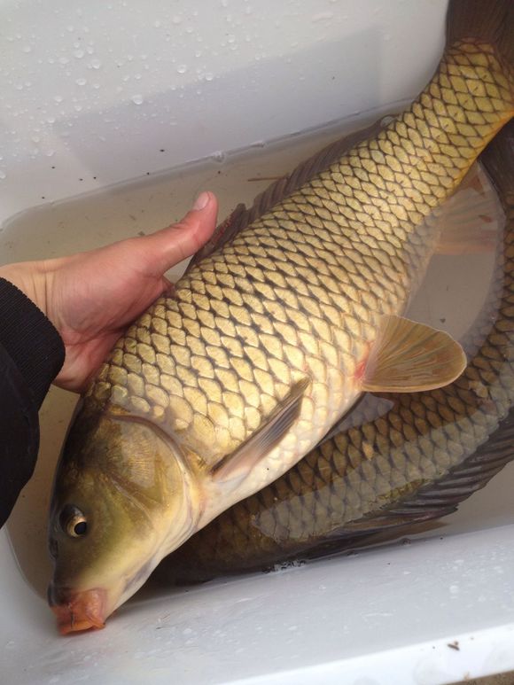 带小伙伴们去水库钓鱼,带大家一起去钓鱼