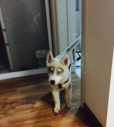 看到这样的哈士奇你们还想养吗,这只哈士奇居然长了六只眼睛