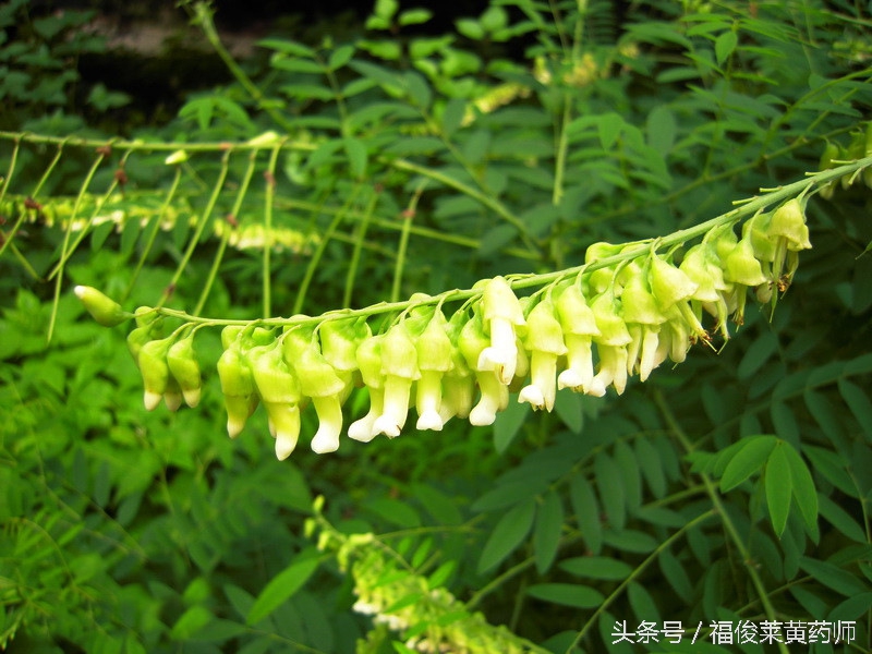 苦参不能与什么药配伍,苦参是不是西洋参