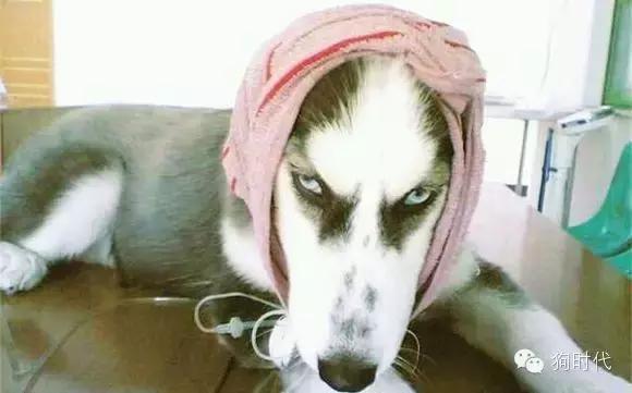 养哈士奇是什么心理,养只哈士奇的真实感受