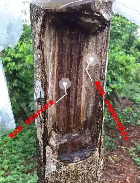 沉香线香术语与品评,关于沉香的100种术语