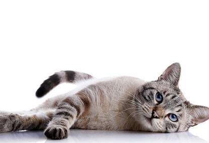 宠物猫名字大全布偶,宠物猫名