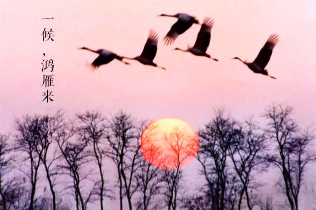 白露节气饮白露茶,暑退凉风起闲饮白露茶