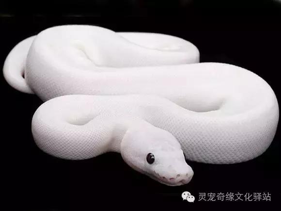 球蟒基因图鉴入门,球蟒基因品系大全