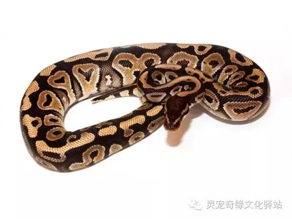 球蟒基因图鉴入门,球蟒基因品系大全