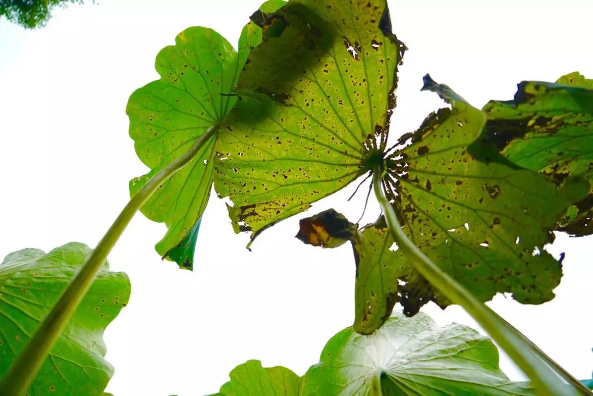 秋天的荷叶的样子,秋天的荷叶和月亮的诗句