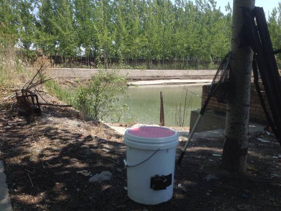 蝌蚪养殖黑鱼,蛙饵钓黑鱼