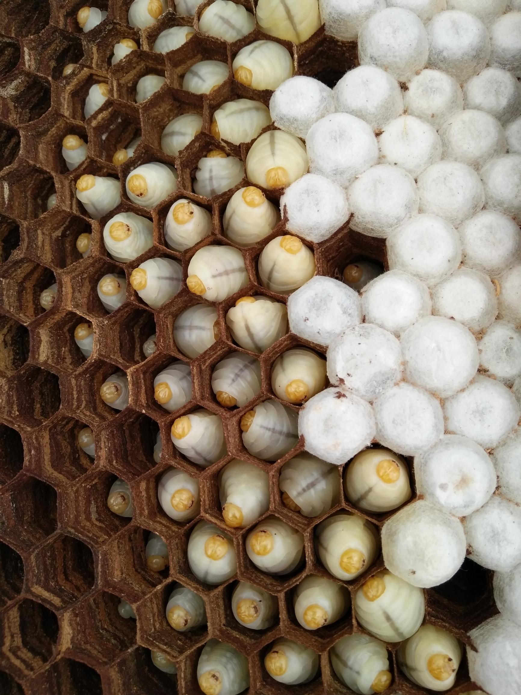 一侗给您介绍一位年轻的侗族捕猎能手——阿现大师