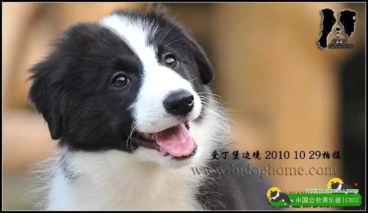 一梦谈狗l边牧的脸怎样比较美？