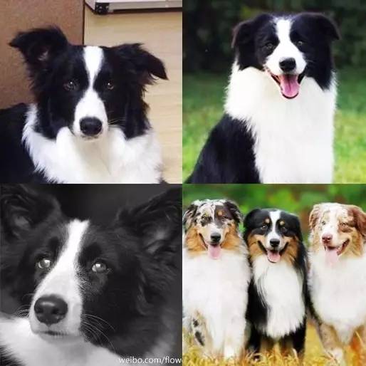 一梦谈狗l边牧的脸怎样比较美？