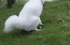 大风天要不要带娃出门,大风天带比熊出门