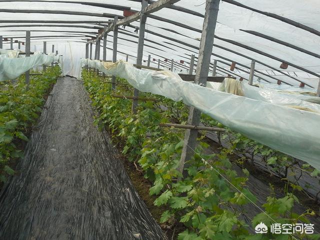 葡萄新芽没果穗的怎样处理,葡萄出芽就有果怎么处理