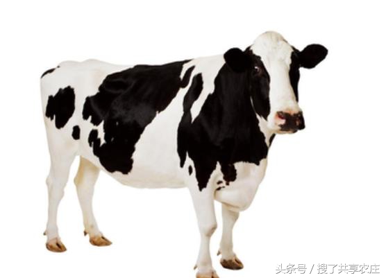 奶牛产后应该如何打理,奶牛产后护理及注意事项