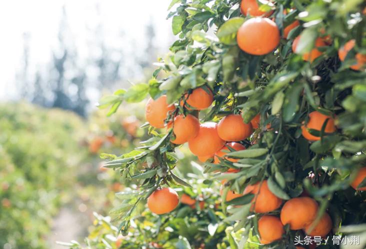 骨质疏松症系列——骨质疏松症如何进行药物治疗？