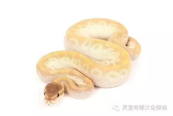 球蟒基因图鉴入门,球蟒基因品系大全