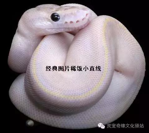 球蟒基因组合大全,球蟒基因品系图鉴下载