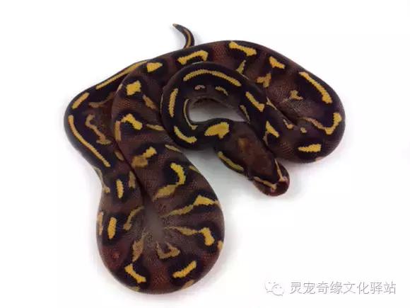 球蟒基因组合大全,球蟒基因品系图鉴下载