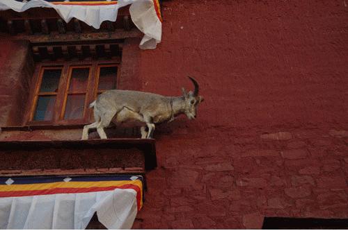 到底是去西藏还是去川西,西藏与川西这辈子总要来一趟吧