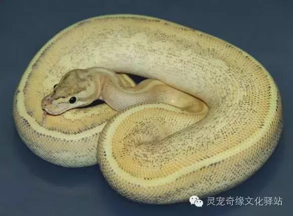 球蟒基因图鉴入门,球蟒基因品系大全