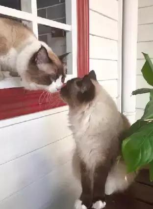 猫咪咖啡馆哪家最好,武汉有哪些猫咪咖啡厅