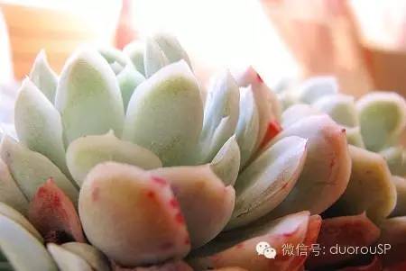 中秋送礼送水果可以吗,中秋送礼除了螃蟹还可以送什么