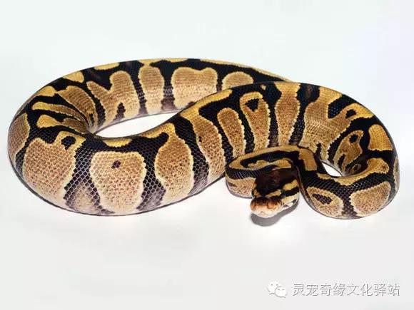 球蟒基因图鉴入门,球蟒基因品系大全