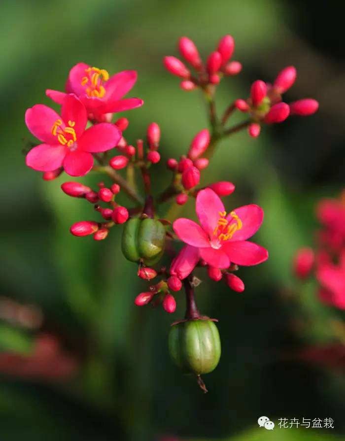 地球上那些奇异的花儿，特别的花送给特别的你