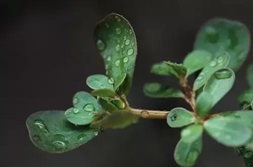 路边不起眼的刺苋,在田间地头采的马齿苋可不可吃