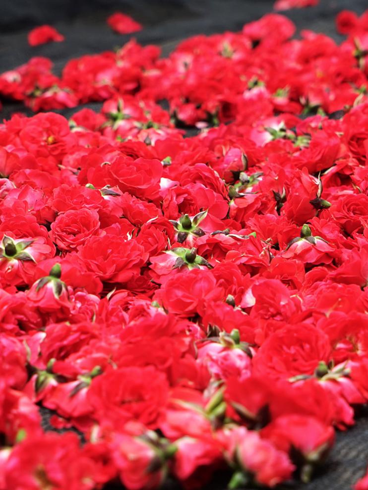 菲施芙悦优雅上线还原古皇室宫廷护肤秘诀