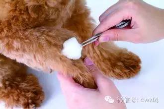 狗狗意外车祸怎么安慰主人,狗狗意外事故怎么赔偿