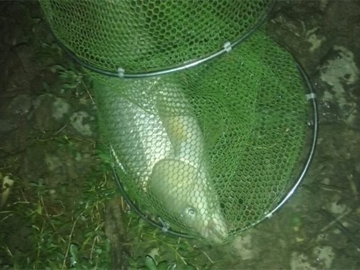 东江小湖野钓,东江野钓大一点的鱼