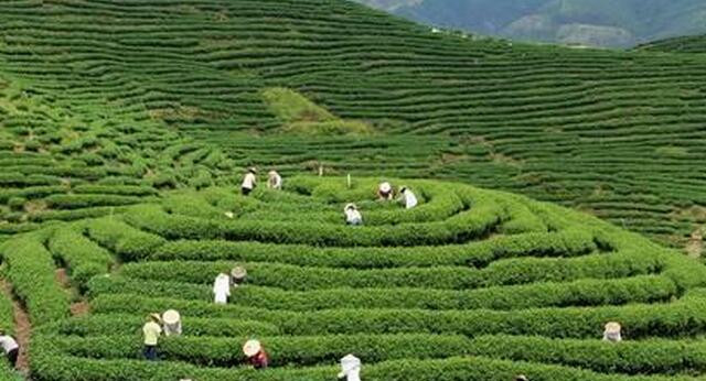 让农民赚钱的项目,农民致富的4个真实案例