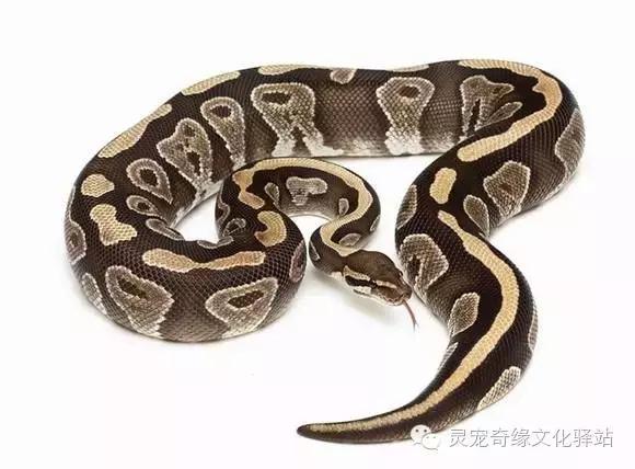 球蟒基因组合大全,球蟒基因品系图鉴下载