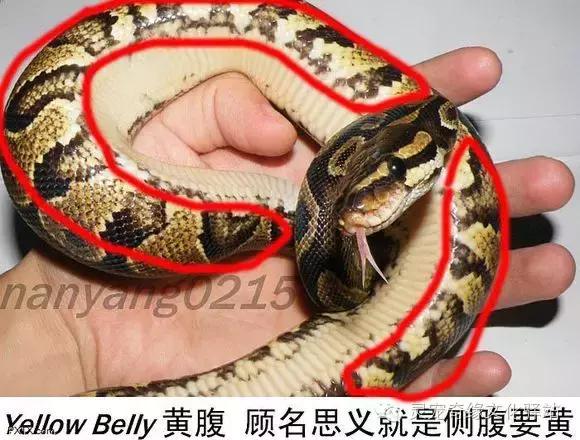 球蟒基因图鉴入门,球蟒基因品系大全
