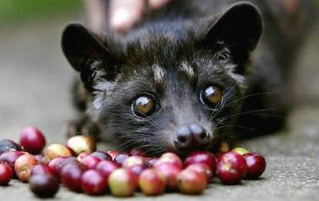 猫屎咖啡真相大揭秘,猫屎咖啡的真实生活