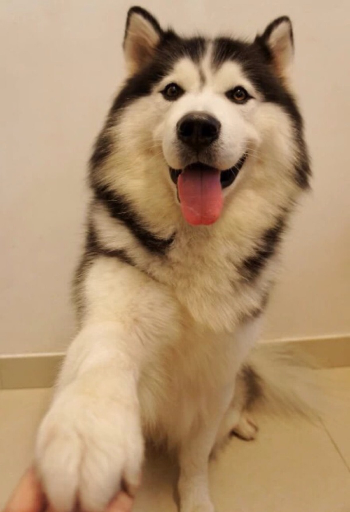 如何让二哈不乱叫,二哈乱叫怎么解决