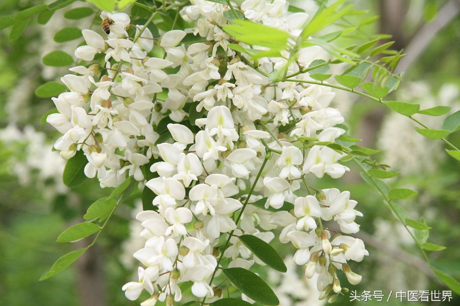 什么米糊既养胃又乌发,降脂杂粮米