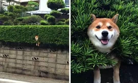 狗狗太贪玩怎么办,狗狗贪玩不进笼子怎么处理