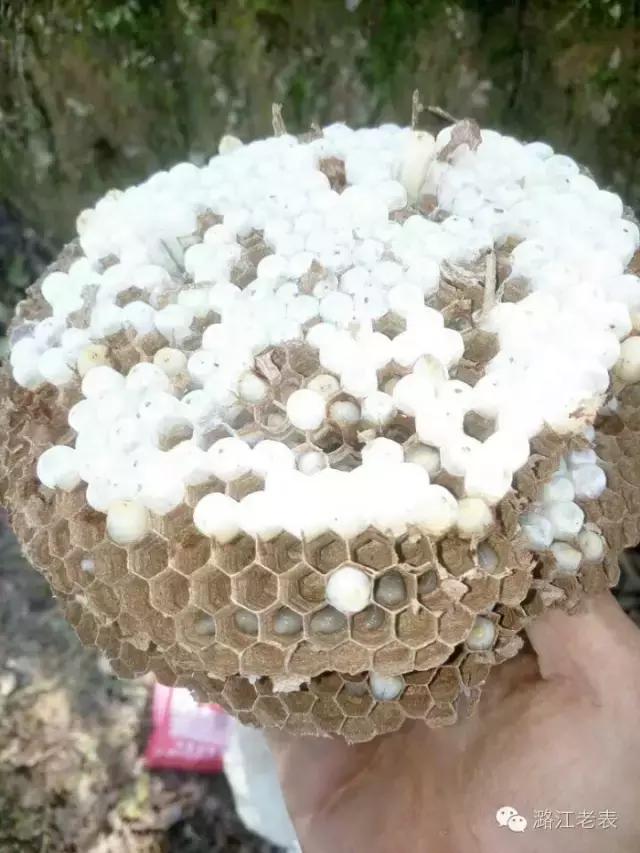 云南昆虫宴美食,云南特色虫宴