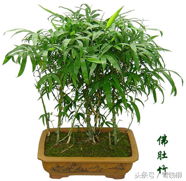 盆景植物制作方法,盆栽竹子教程