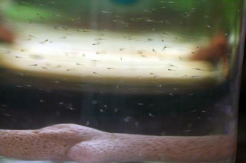 斑马鱼的养殖方法和注意事项,小观赏鱼斑马鱼怎么养好