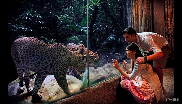 新加坡夜间野生动物园照片,新加坡夜间野生动物园攻略