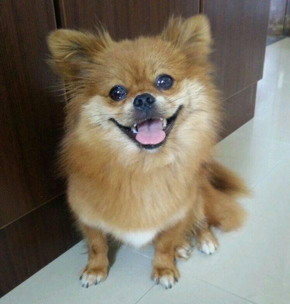 自制狗粮食谱100例,怎样自制狗粮视频教程