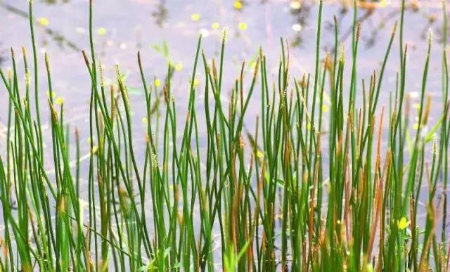马蹄是种药材吗,马蹄是什么植物果实