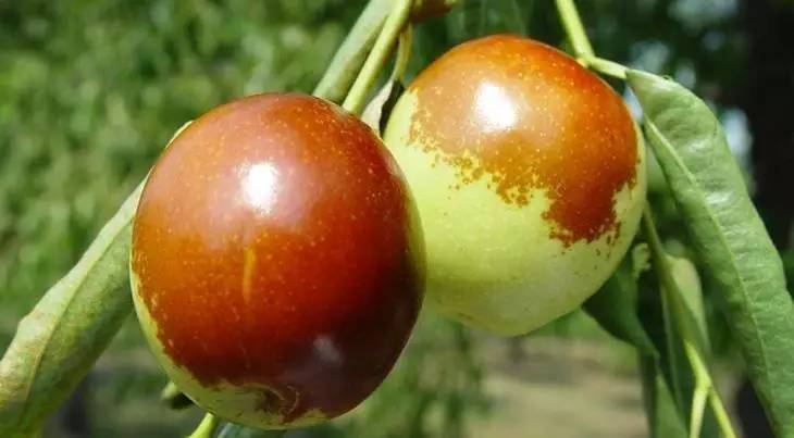 生活圈丨秋吃鲜枣好处多，但有五类人群不宜吃！