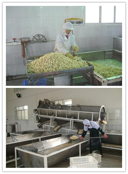 马蹄是种药材吗,马蹄是什么植物果实