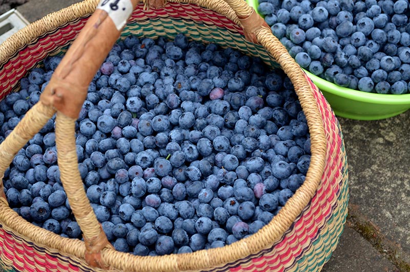 有一种难过，叫此时我不在加拿大