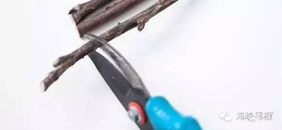 美爆了！台风过后，那些残根断枝竟然这么有用！赶紧学起来...