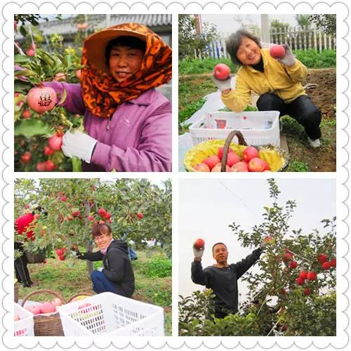 昌平区农业示范园采摘苹果,北京昌平苹果最佳采摘期